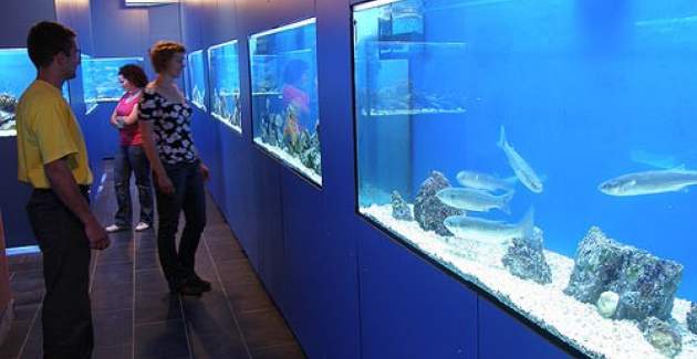 Apartment Gorica 2 No.8 - with Balcony and Pool