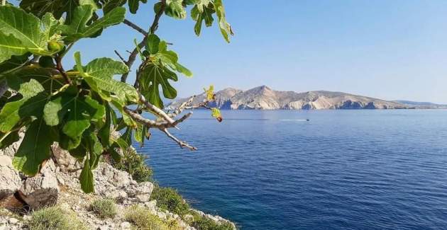 Apartment Garden No.1 - with Pool